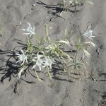 Blumen am Strand