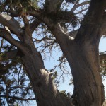 Ein Baum auf der Akropolis von Kamiros