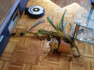 cat-vs-pot-plant